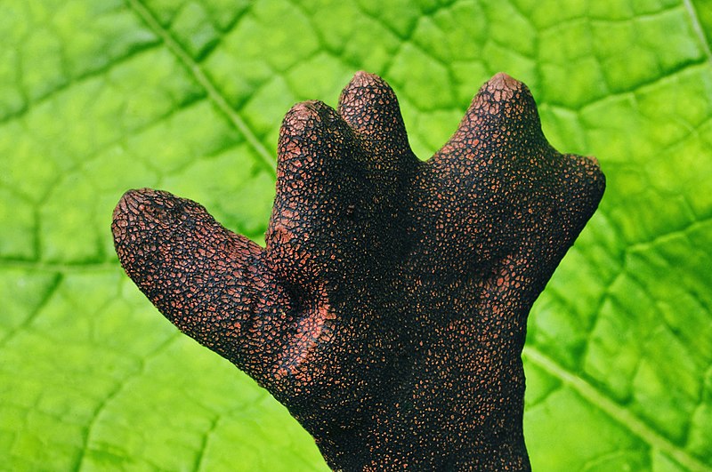 File:Dead man's fingers Xylaria polymorpha.jpg