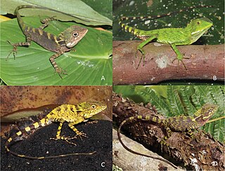 <i>Dendragama</i> Genus of lizards