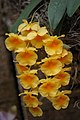 Dendrobium jenkinsii inflorescence