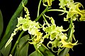 Dendrobium spectabile