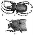 Sexual dimorphism in Chalcosoma atlas. From Darwin's The Descent of Man, 2nd edn. 1882.