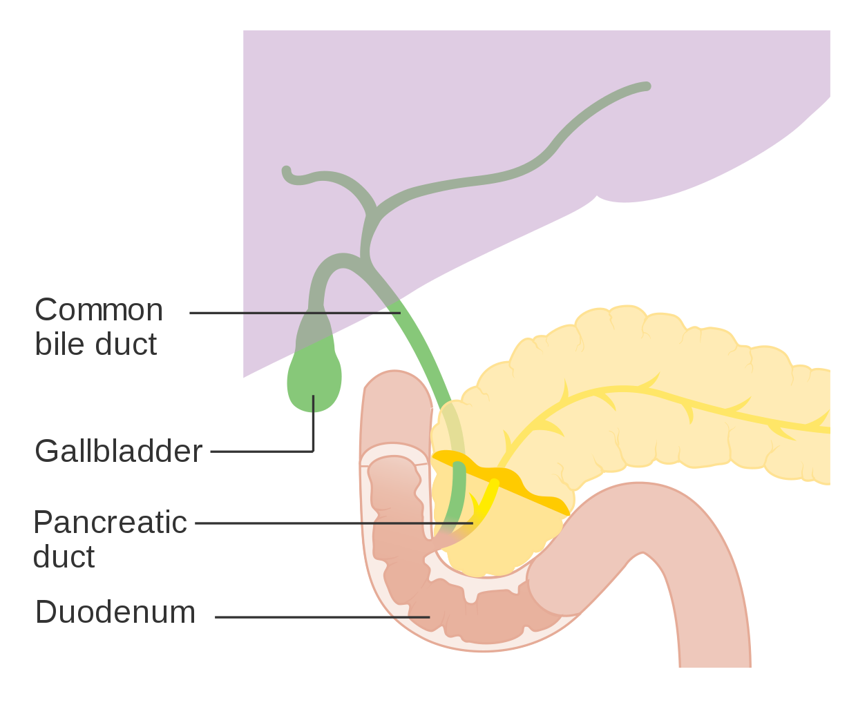 Diagram of the pancreas
