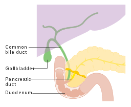 Diagram showing the bile ducts in the pancreas CRUK 293