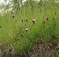 Dianthus carthusianorum Germany - Limpurger Berge