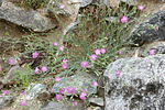 Dianthus gracilis. 
 JPG