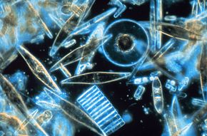 Diatoms of different sizes seen through the microscope. These minuscule phytoplankton are encased within a silicate cell wall. Diatoms through the microscope.jpg