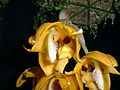 Stanhopea peruviana flower