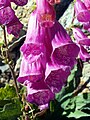 Digitalis purpurea subsp. purpurea var. nevadensis