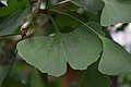 Ginkgo biloba (Live)