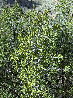 Description de l'image Diospyros texana.jpg.