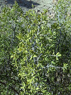 <i>Diospyros texana</i> Species of tree