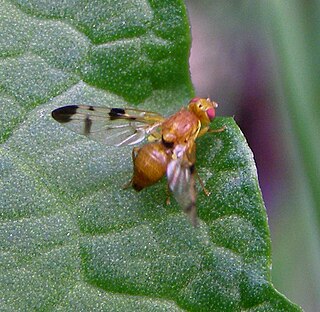 <i>Trypeta</i> Genus of flies