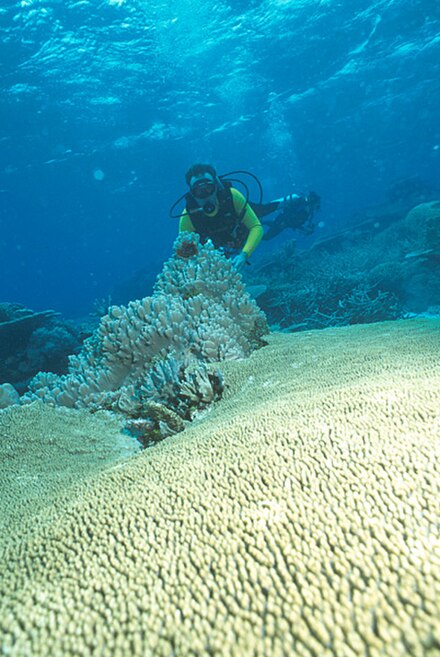 Diving at the Rock Islands, Palau