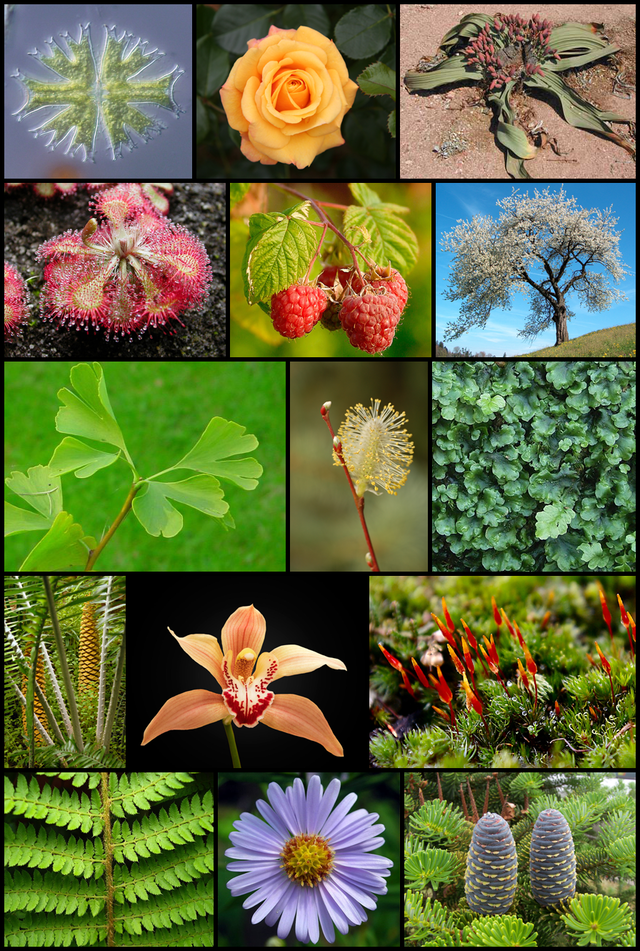 植物- 维基百科，自由的百科全书
