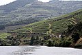 Douro-Tal-42-Weinberge-2011-gje.jpg