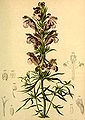 Dracocephalum ruyschiana (as syn. Dracocephalum ruyschianum) plate in: Anton Hartinger: Atlas der Alpenflora, (1882)