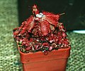 Drosera montana 1. jpg