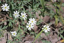 This is a terrestrial noxious weed, Drymaria arenarioides commonly called Lightning weed. It is sometimes confused with daisies. Drymaria arenarioides 90650942.jpg