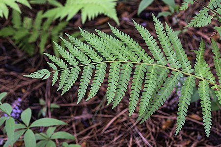 Dryopteris celsa NBG