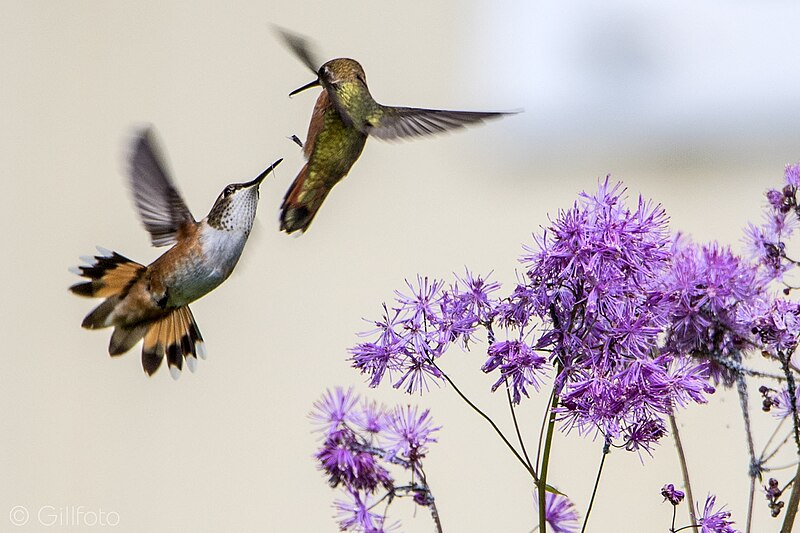 File:Dueling Humming Birds 910 (41605350150).jpg