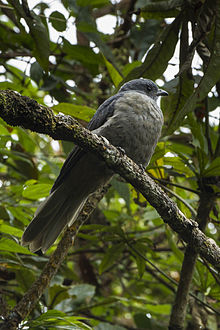 Dusky Piha - Colombia S4E2023 (16215558333).jpg