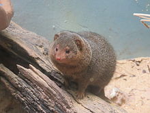 un pequeño animal centrado entre rocas