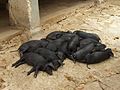 A pile of piglets