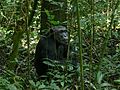 Eastern Chimpanzee (Pan troglodytes schweinfurthii) (6922099192).jpg