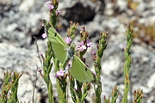 <i>Euchloe penia</i> Species of butterfly