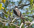 * Nomination Eastern kingbird at Tommy Thompson Park --Rhododendrites 00:09, 4 June 2023 (UTC) * Promotion  Support Good quality. --Tournasol7 04:25, 4 June 2023 (UTC)