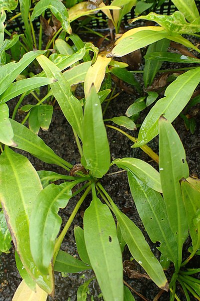 File:Echinodorus grisebachii kz01.jpg