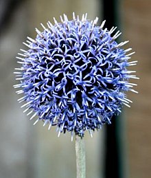 Echinops ritro ENBLA01.jpg