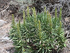 Echium callithyrsum kz12.jpg