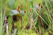 Polytrichum juniperinum