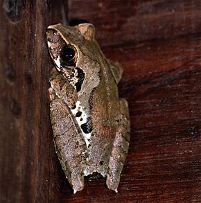 Kuvan kuvaus Efulen Forest Treefrog (Leptopelis calcaratus) (7645726788) .jpg