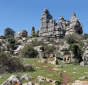 Cows between rock formations in Parque Natural El Torcal in Andalusia near Antequera