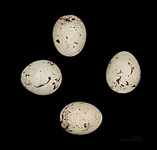 Ortolan eggs Emberiza hortulana MHNT.ZOO.2010.11.217 Neschers.jpg