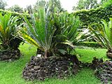 Encephalartos septentrionalis, Parque Terra Nostra, Furnas, Azoren