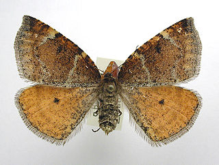 <i>Epirranthis diversata</i> Species of moth