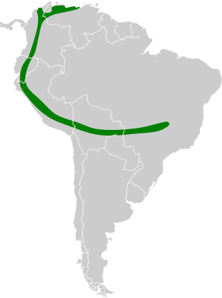 <span class="mw-page-title-main">Little black serotine</span> Species of bat