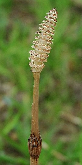 Ager-Padderok (Equisetum arvense).