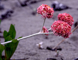 <i>Eriogonum latifolium</i> Species of wild buckwheat