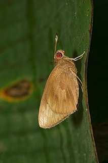 <i>Erionota torus</i> species of insect