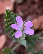 Erodium acaule