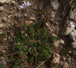 Erodium cicutarium1Cargola cicutària.JPG