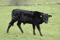 A black calf. Seia, Portugal