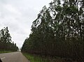 Eucalyptus Plantations in Diosso area close to Pointe-Noire (Republic of Congo).jpg