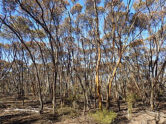 habit Eucalyptus extensa habit.jpg