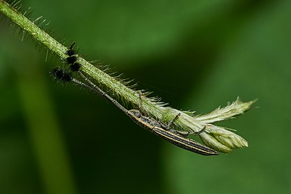 Eucomatocera vittata, uma espécie de besouro da família Cerambycidae, nativo da Ásia. (definição 4 004 × 2 669)