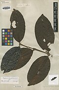 Eugenia latifolia Aubl.  BM000953757.jpg